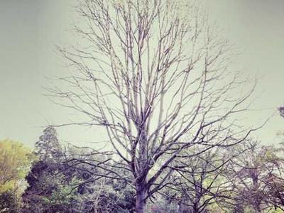 Editorial Content for The Great Contradiction: The Tragic Side of the American Founding