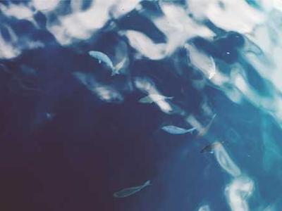 Editorial Content for Canticle