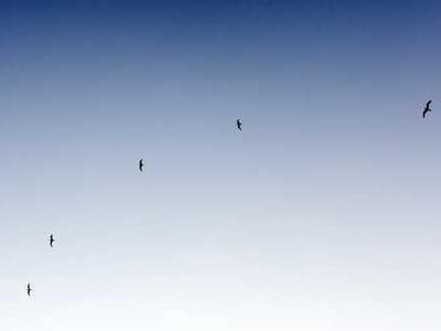 Editorial Content for Cross and Sampson: An Alex Cross and John Sampson Thriller