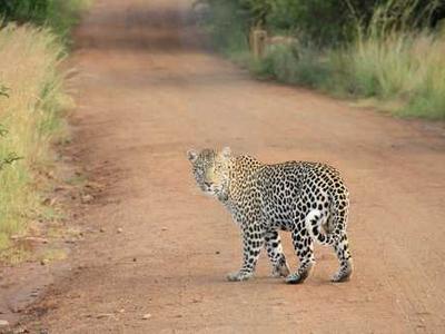 Editorial Content for White Wolf: An Evan Ryder Novel