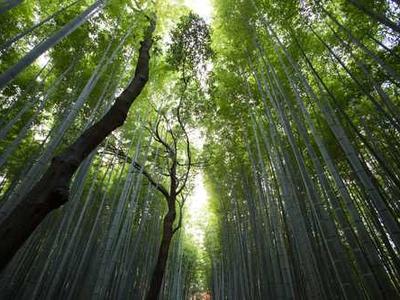 Editorial Content for Cross and Sampson: An Alex Cross and John Sampson Thriller