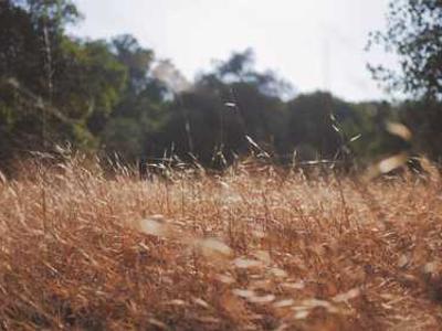 Editorial Content for Silent Bones: A Karen Pirie Novel