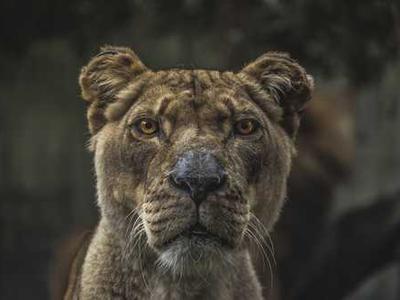 Editorial Content for Cross and Sampson: An Alex Cross and John Sampson Thriller