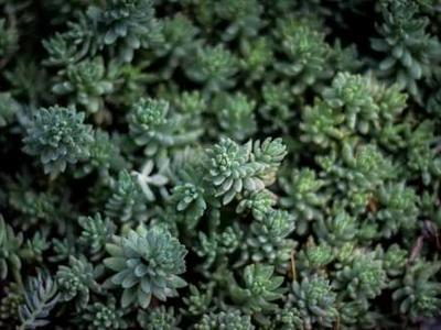 Anna Karenina by Leo Tolstoy – Book Club Questions for a Timeless Classic