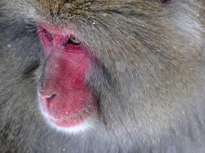 Editorial Content for Cross and Sampson: An Alex Cross and John Sampson Thriller