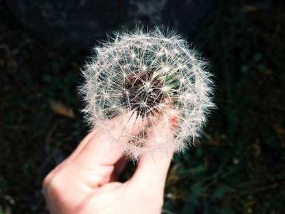 FALS announces Rowland Manuscript Development Grant winner