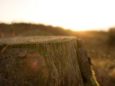 Editorial Content for Crown City: A Japantown Mystery