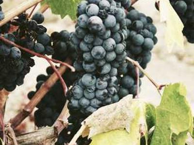 Editorial Content for Trust No One 