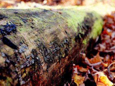 Editorial Content for Every Day I Read: 53 Ways to Get Closer to Books