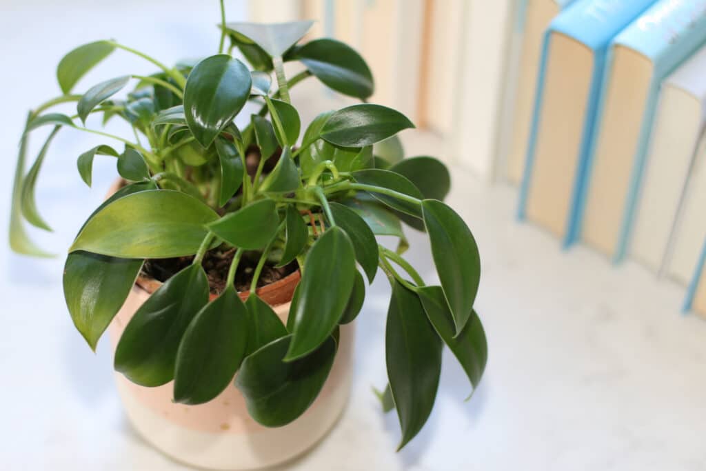 15 highly recommended novels from my favorite genre, the family drama