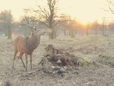 Editorial Content for White Wolf: An Evan Ryder Novel