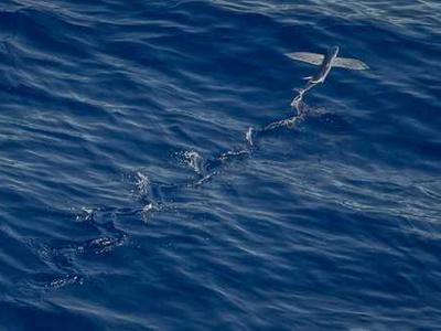 S&S, Your Next Read, BB header